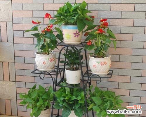 绿萝花卉的特点是什么？它在室内装饰中有何作用？