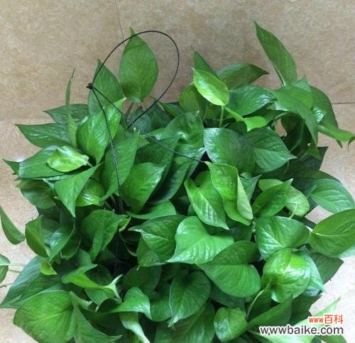 绿萝花卉的特点是什么？它在室内装饰中有何作用？