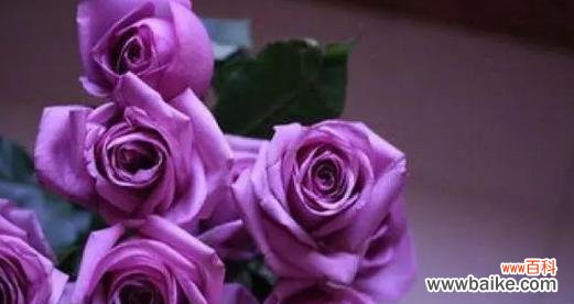 元旦节送玫瑰花有什么特别含义？如何选择合适的颜色？