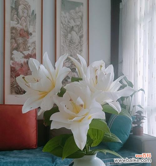 百合绽放是什么意思啊网络用语?网络用语中百合的含义是什么?