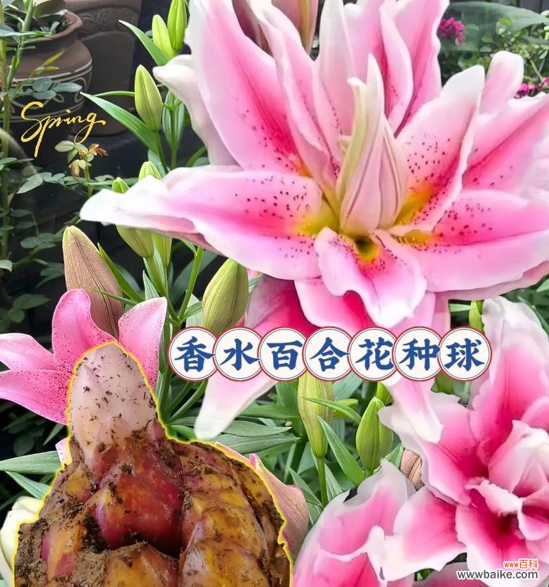百合花代表什么含义?百合花有何寓意?