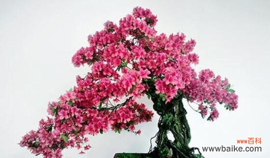 杜鹃花盆栽有何寓意？送杜鹃花盆栽代表什么？