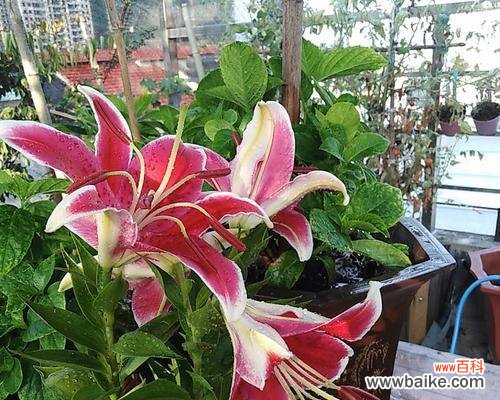 供奉百合花在观音面前的含义是什么？