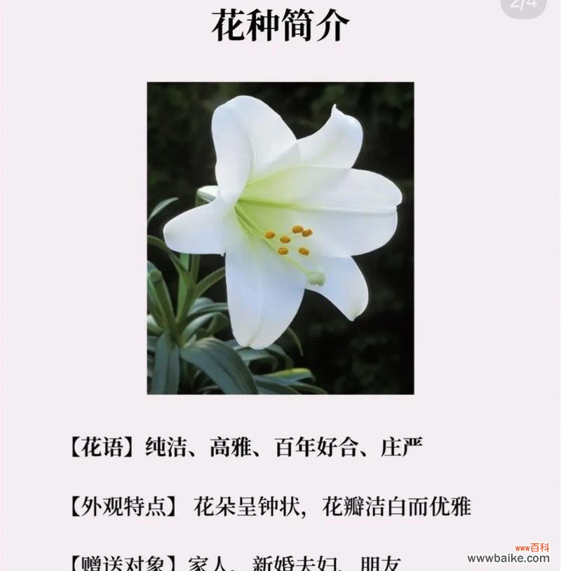 四朵白百合花的含义是什么?四朵白百合代表什么?