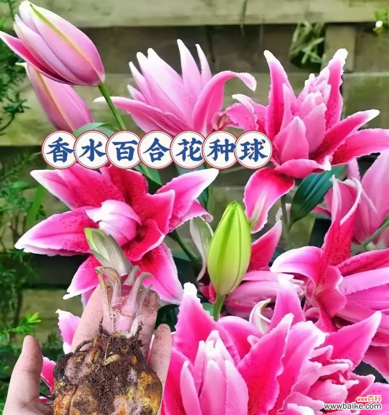 四朵白百合花的含义是什么?四朵白百合代表什么?