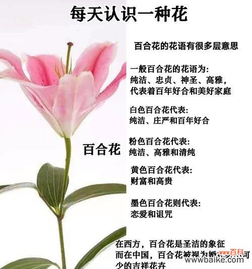 四朵白百合花的含义是什么?四朵白百合代表什么?