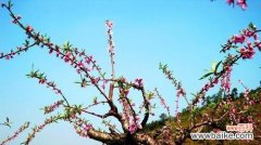 桃树控水技术的解释是什么？