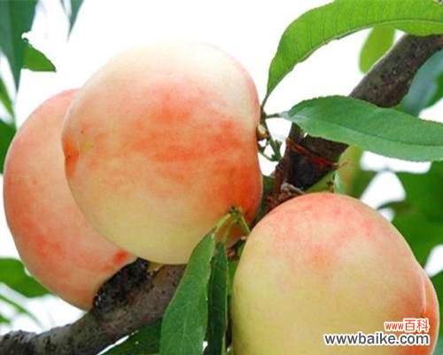 桃树控水技术的解释是什么？