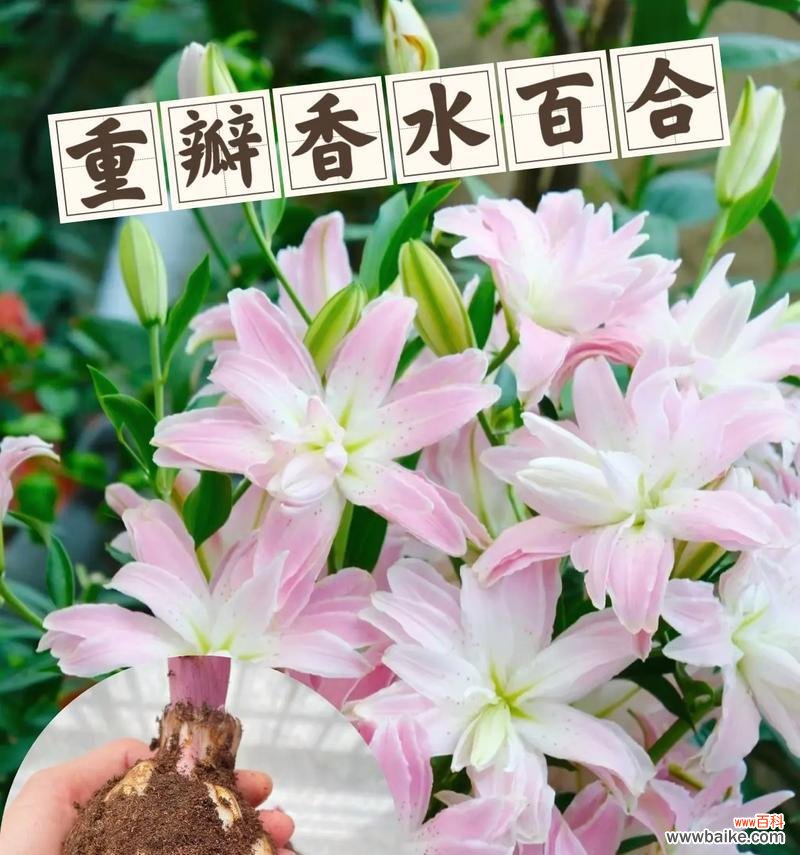 百合花象征的快乐有哪些具体表现？