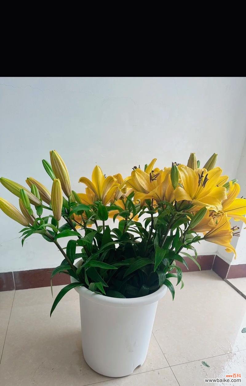 百合花的作者是谁?