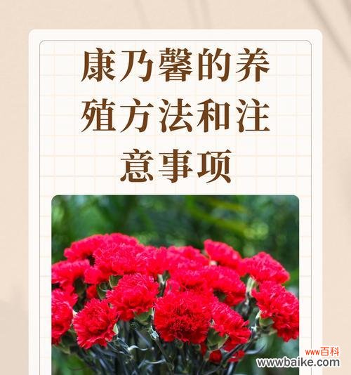 康乃馨的花语及其代表意义是什么？