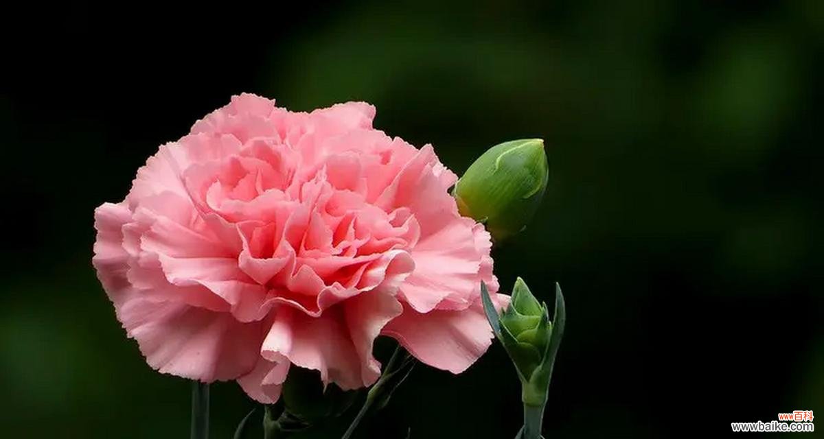 康乃馨的花语及其代表意义是什么？