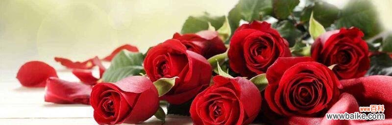 探索十二支玫瑰花的各种意义与象征 揭开十二支玫瑰花的花语之谜