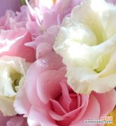 探究玫瑰花在不同文化中的象征意义 十一朵玫瑰花所代表的含义