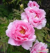 探索十一朵玫瑰的花语之美 十一朵玫瑰的含义