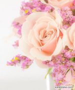 探索十一朵粉色玫瑰的含义与象征 粉色玫瑰花语的美好寓意