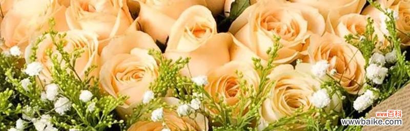 解读十一朵粉玫瑰的情感寓意与表达方式 十一朵粉玫瑰的花语深意