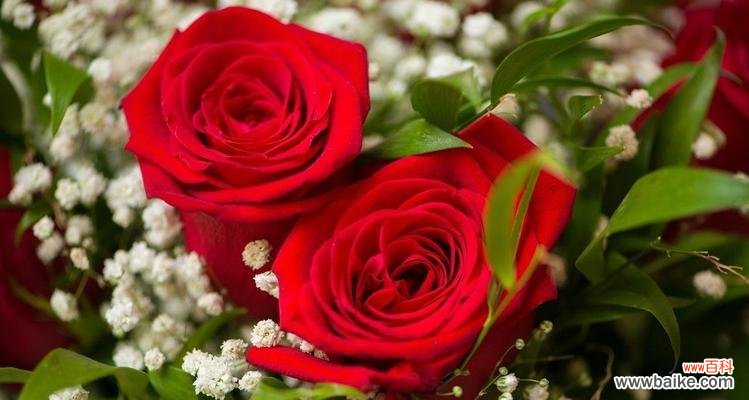 解读十一朵粉玫瑰的情感寓意与表达方式 十一朵粉玫瑰的花语深意