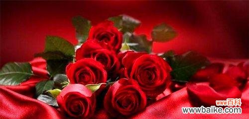 解读十一朵粉玫瑰的情感寓意与表达方式 十一朵粉玫瑰的花语深意