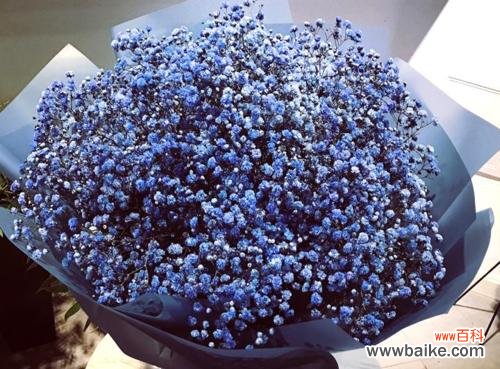 深入解读蓝玫瑰的象征意义，探索其内涵与传承的关键 蓝色的崭新意义——以十一朵蓝玫瑰代表什么意思