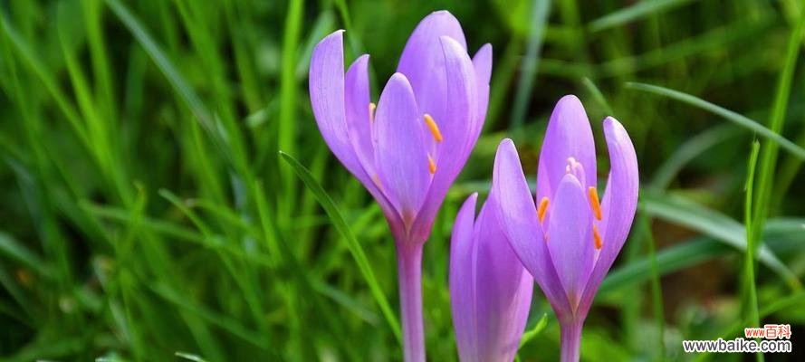 用花语表达对老师的感激之情 送给老师的花与花语——感恩师恩之情