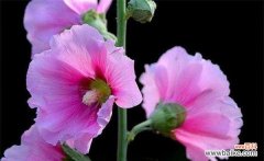 探寻蜀葵的深层意义 蜀葵的花语与传说