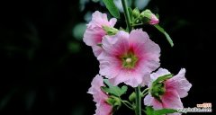 探寻蜀葵花的独特意义 蜀葵花