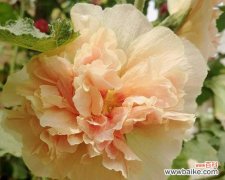 揭秘蜀葵的浪漫花语及其深刻象征 蜀葵花语与象征意义