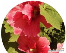 探索蜀葵花语的魅力 蜀葵花语的意义及传承