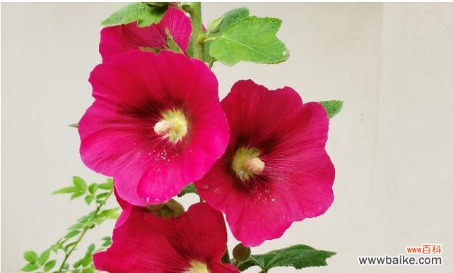 探寻蜀葵的深层寓意 蜀葵花语之意义与象征