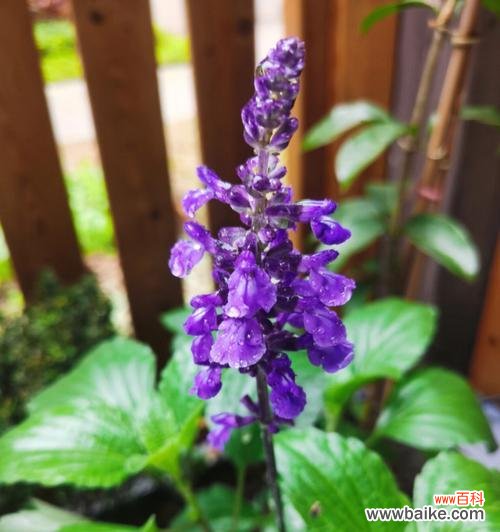 唤醒内心的勇气和自由 鼠尾草花语