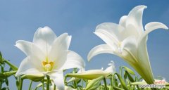 探寻水百合的神秘花语 水百合的花语与意义