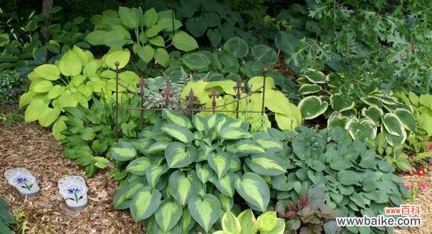 探寻水色风信子的魅力与神秘 水色风信子的美丽与象征意义