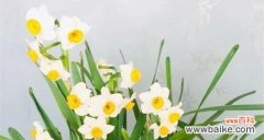 揭示水仙花的文化内涵与象征意义 水仙花的象征意义及寓意