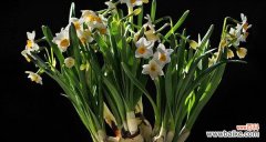 传达祝福与美好的中国水仙花语 中国水仙花的花语