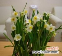 寓意高贵与纯洁 水仙花的象征意义与传说