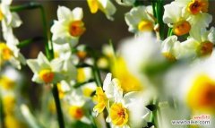 探寻水仙花的真正花语 水仙花的花语及其象征意义