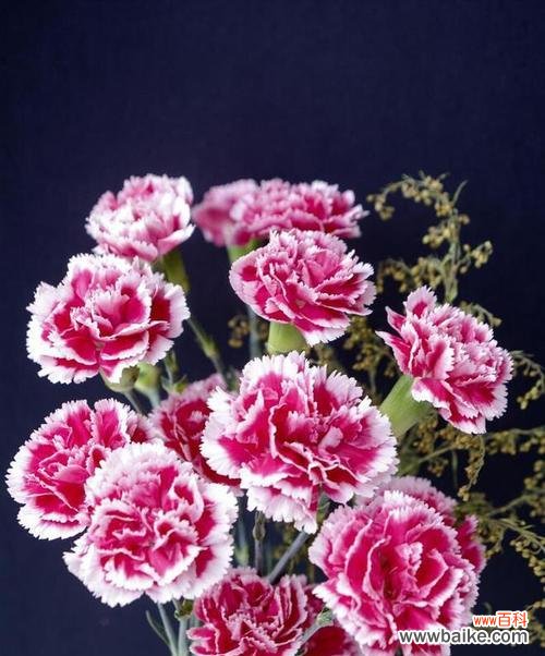 送康乃馨给老师有何深意？康乃馨在师生关系中代表什么？