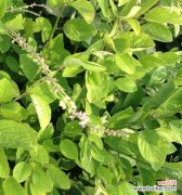 宋清这一名字与哪种植物相关？