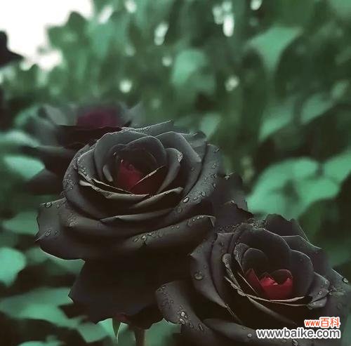 黑玫瑰通常表达什么样的情感或信息？