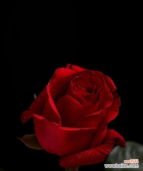 黑玫瑰通常表达什么样的情感或信息？