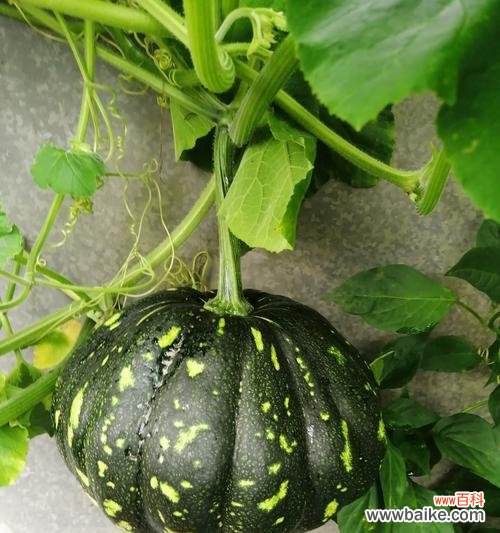 南瓜的农药禁忌是什么意思？使用农药时应注意哪些事项？