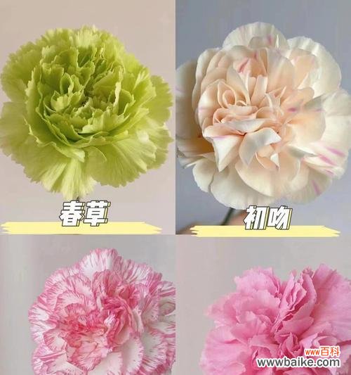 5红3康乃馨组合的花语是什么？