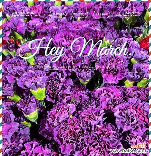 5红3康乃馨组合的花语是什么？