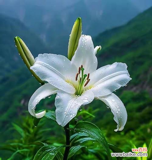 神仙百合的花语是什么？这种花象征着什么？