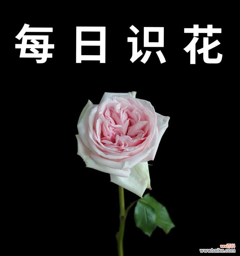 粉玫瑰的花语有哪些？它们各自代表了什么？