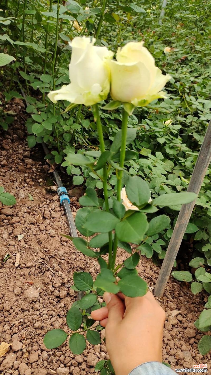 香槟玫瑰和白玫瑰蓝玫瑰有何区别？各自的花语是什么？