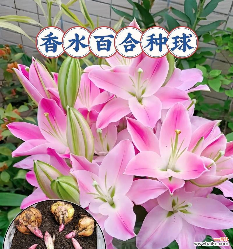 相亲时送百合花有何深意？这种传统背后的意义是什么？