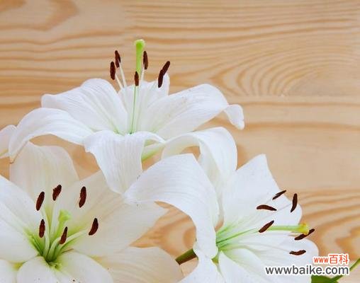 相亲时送百合花有何深意？这种传统背后的意义是什么？