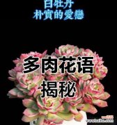 肉肉植物代表什么？它们的花语有哪些？
